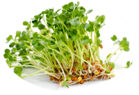 alfalfa leaf benefits