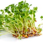 alfalfa leaf benefits blog