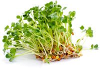alfalfa leaf benefits blog