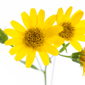 Arnica Products