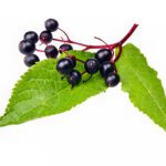 Elderberry Supplements