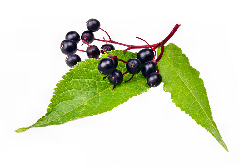Elderberry Supplements