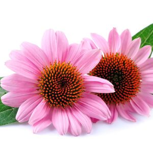 Echinacea Supplements