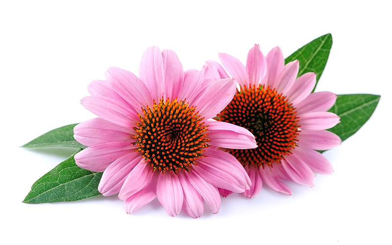 echinacea supplements