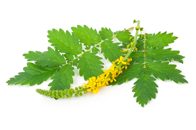 agrimony supplements