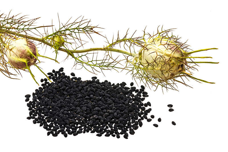 black seed supplements