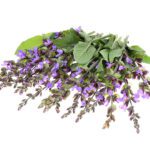 clary sage supplements