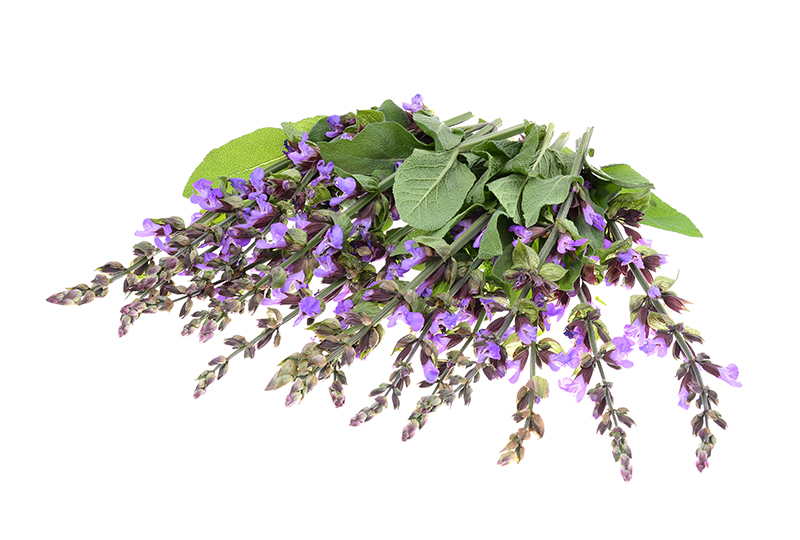 clary sage supplements