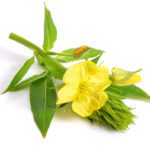 evening primrose benefits