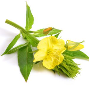 Evening Primrose Supplements