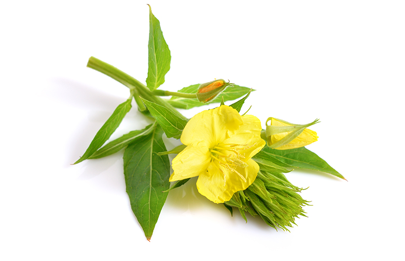 evening primrose benefits