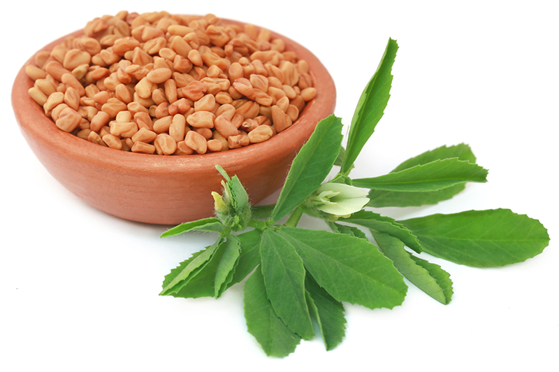 fenugreek herb