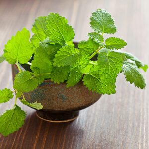 Lemon Balm Supplements