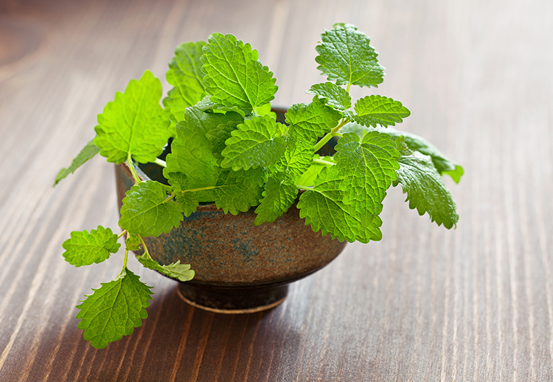 lemon balm herb benefits