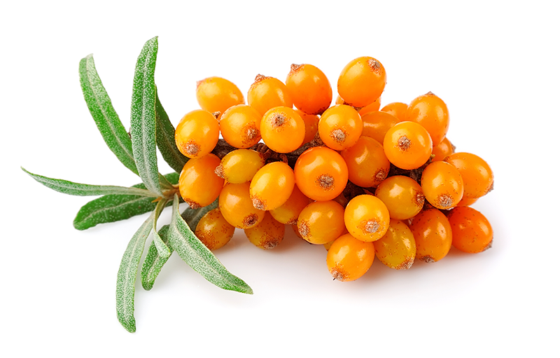 sea buckthorn supplements