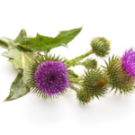 milk thistle herb