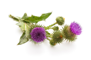 milk thistle herb
